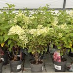 Hortenzia metlinatá (Hydrangea paniculata)  ´LIVING PINKY PROMISE´® by LIVING CREATIONS´® - výška 40-60 cm, kont. C2L